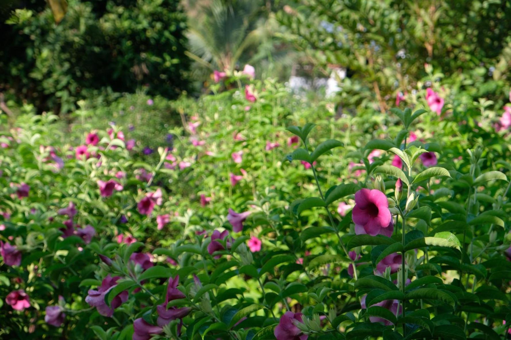 Bungalow - Farmstay Hoa Rung U Minh Ca Mau Bagian luar foto